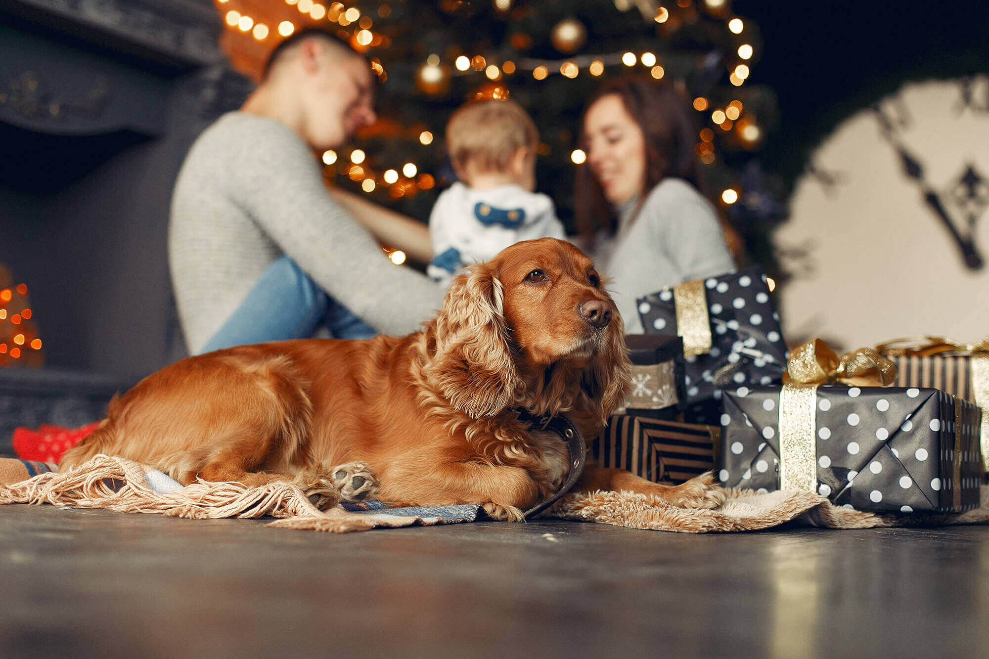 gos amb família al nadal