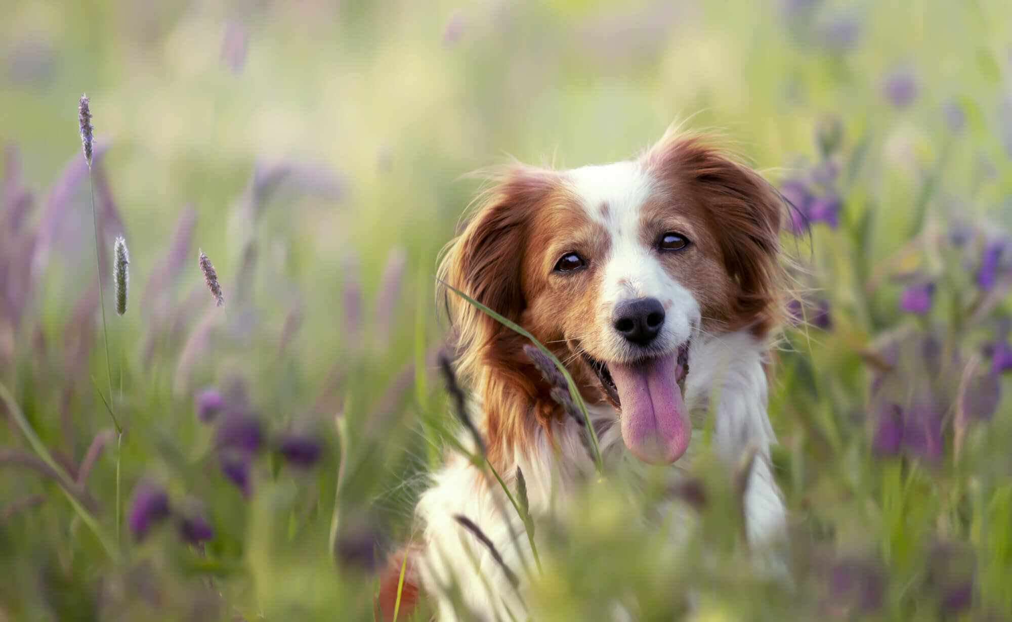 adorable perro entre flores del campo