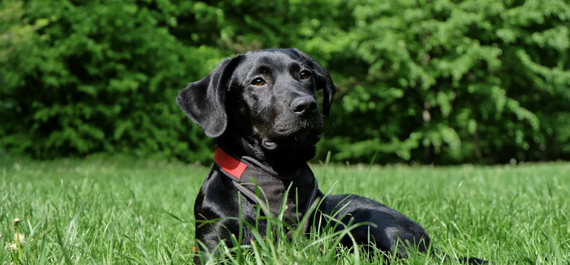 perro negro tumbado en la hierba