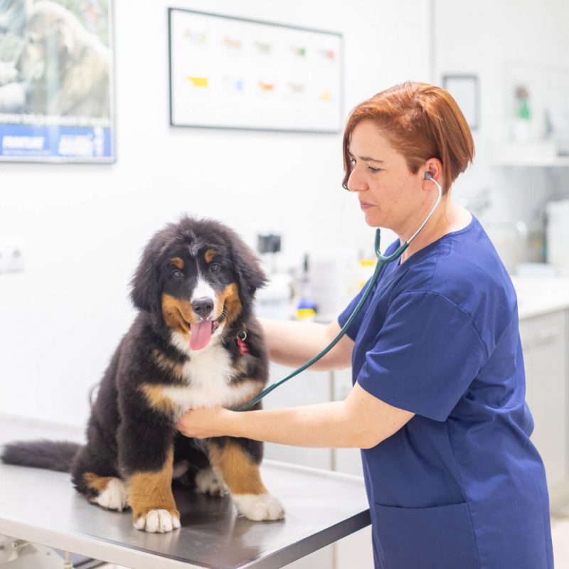 Medicina interna i preventiva a Marcel Gustà Clínica Veterinària de La Garriga