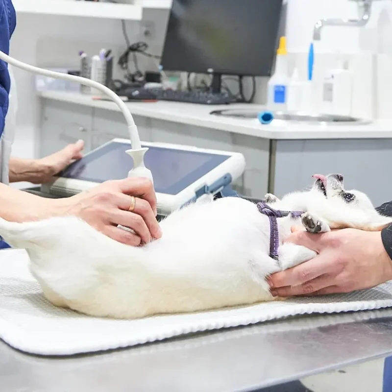 cvmarcelgusta-ecografia-veterinari-lagarriga