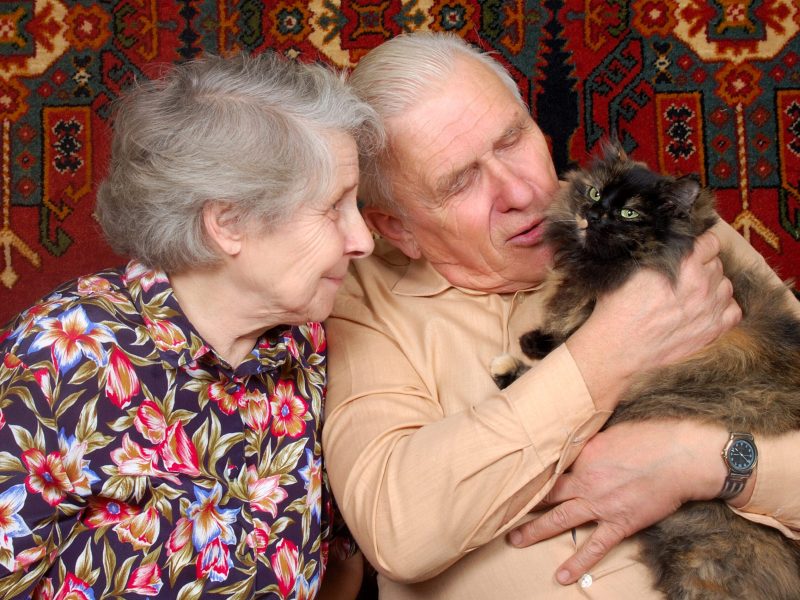 gato-abuelo gato-abuelo
