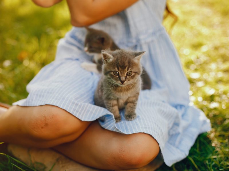 beautiful girl with cats beautiful and cute girl in blue dresses with beautiful hairstyles and make-up sitting in a sunny green garden and playing with a cats