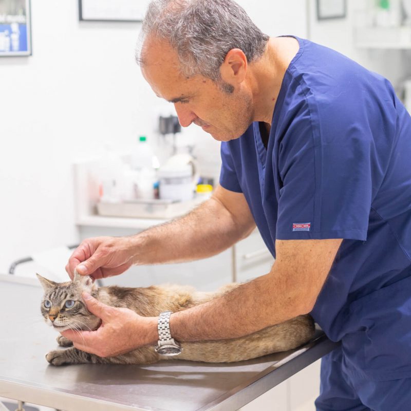 Revisió pell de gat a Marcel Gustà Clínica Veterinària de La Garriga