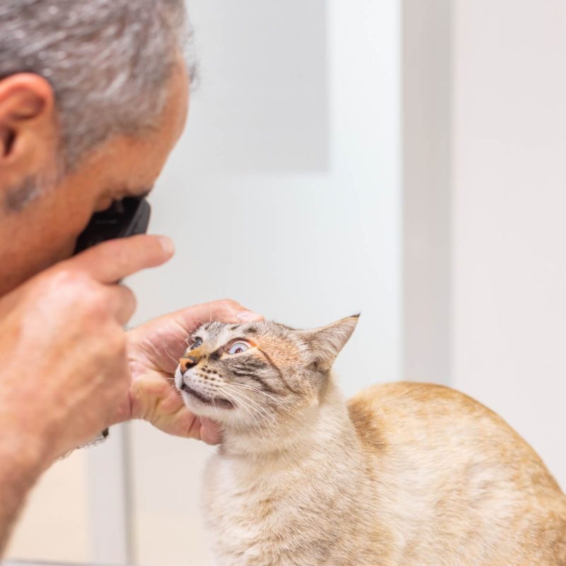 Revisió ulls gat al nostre centre veterinari de La Garriga