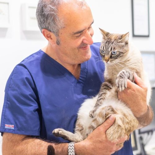 marcel gusta con gato en brazos